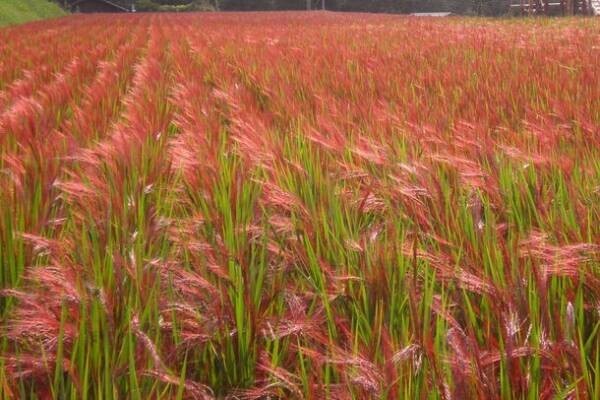 日本の米文化が無くなる！？米農家が存続危機　糸島の赤米農家を支えた赤米茶を通して日本の農業を学ぶ工場見学8月4日(金)、8日(火)開催！