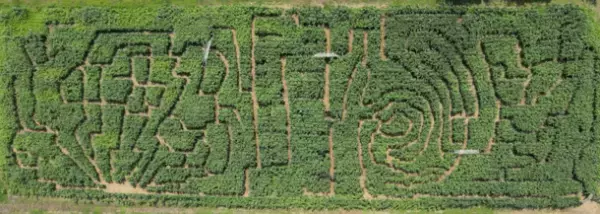 山形県鶴岡市のとうもろこし巨大迷路で鬼ごっこ！2023年7月30日～8月20日までの毎週日曜日に開催