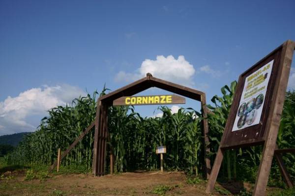 山形県鶴岡市のとうもろこし巨大迷路で鬼ごっこ！2023年7月30日～8月20日までの毎週日曜日に開催