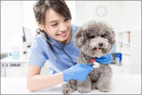 《一般社団法人愛玩動物看護師歯科教育推進機構》　ペットの歯の健康を守るオーラルケアのスペシャリストを育成する機構を設立