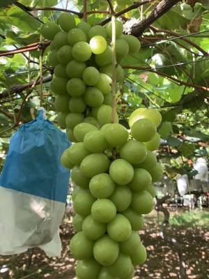 犬×農家×福祉事業所が魅力を発信する「賑わいマップ」を発刊　障がい者就労支援施設3事業所がそれぞれの強みを活かす