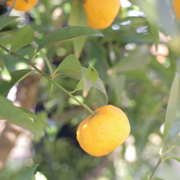 東京で奈良を知る「奈良まほろば館」8月イベント案内　奈良まほろば館移転2周年フェアフィナーレイベント　令和5年度 まほろばチャレンジリーグ開催