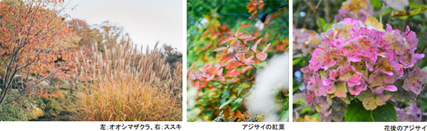 ROKKO森の音ミュージアムSIKIガーデンAutumnSeason10月中旬～11月中旬は紅葉見頃、ライトアップも実施2023年10月1日（日）～11月23日（木・祝）