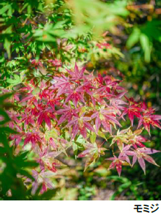 ROKKO森の音ミュージアムSIKIガーデンAutumnSeason10月中旬～11月中旬は紅葉見頃、ライトアップも実施2023年10月1日（日）～11月23日（木・祝）