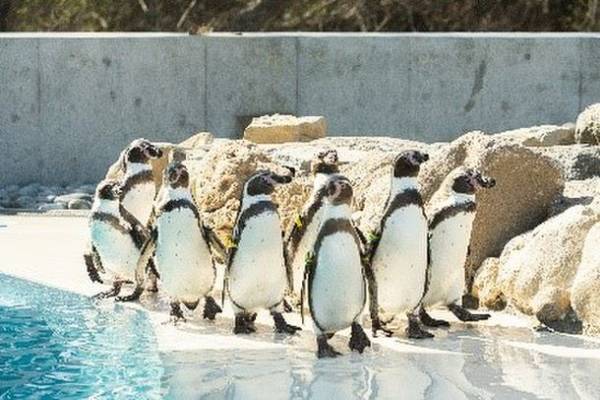 夏の小諸を満喫！市内観光スポット7箇所をめぐる　期間限定『こもろ周遊バス』無料運行のお知らせ