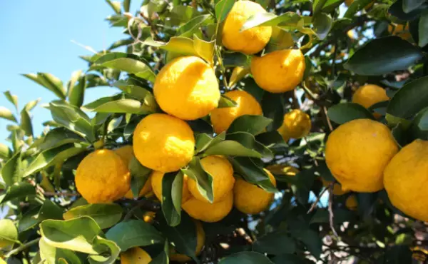 宮崎県美郷町の限界集落発D2Cブランド TENMEIから全く新しいハミガキジェル『MINDFUL TOOTHPASTE』を8月4日より「Makuake」にて先行予約販売開始