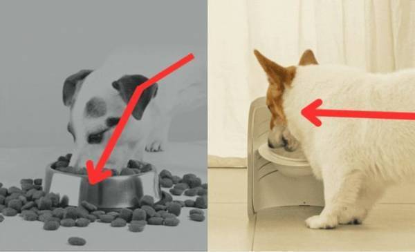 進化系ペット食器！『CURVE OBJECT BOWL』がMakuakeにて先行販売プロジェクトを実施中