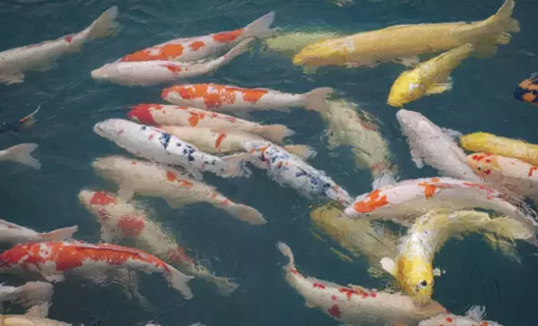 花火を通じ外国人観光客に日本の伝統文化を伝える体験型ツアーを9月10日から1泊2日で新潟県にて開催！YouTube「ONLY in JAPAN」のジョン・ドーブ氏とコラボ