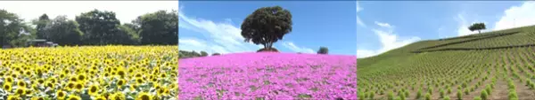夏から秋 千葉県の絶景・花スポット特集動画を8月4日より公開！【Pick Up CHIBA】千葉を彩る自然の宝石たちをチーバくんがご紹介