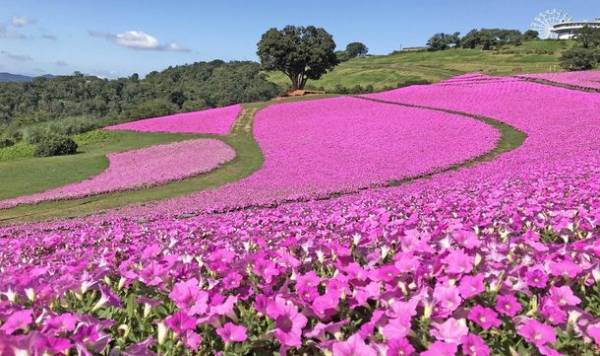 夏から秋 千葉県の絶景・花スポット特集動画を8月4日より公開！【Pick Up CHIBA】千葉を彩る自然の宝石たちをチーバくんがご紹介