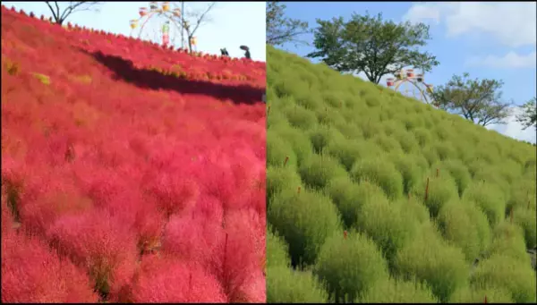 夏から秋 千葉県の絶景・花スポット特集動画を8月4日より公開！【Pick Up CHIBA】千葉を彩る自然の宝石たちをチーバくんがご紹介