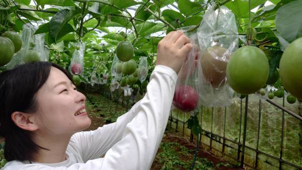 東京愛らんど“特産品販売協力店制度”の事業者を募集小笠原村・母島でパッションフルーツ収穫支援を実施～(株)日本果汁による地域貢献活動のご紹介～