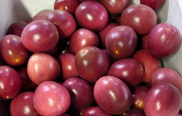 東京愛らんど“特産品販売協力店制度”の事業者を募集小笠原村・母島でパッションフルーツ収穫支援を実施～(株)日本果汁による地域貢献活動のご紹介～