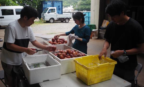 東京愛らんど“特産品販売協力店制度”の事業者を募集小笠原村・母島でパッションフルーツ収穫支援を実施～(株)日本果汁による地域貢献活動のご紹介～