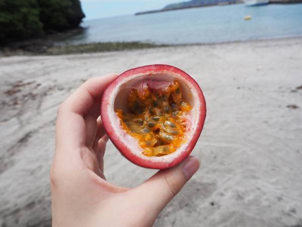 東京愛らんど“特産品販売協力店制度”の事業者を募集小笠原村・母島でパッションフルーツ収穫支援を実施～(株)日本果汁による地域貢献活動のご紹介～