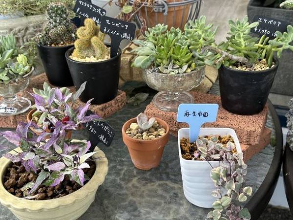 厚木から日本初！持続可能な循環型園芸店「らくうぇる」温暖化問題、高齢化の波、問題だらけのこの世界、枯れ木に花を咲かせよう「花咲か爺さん」サービス開始！