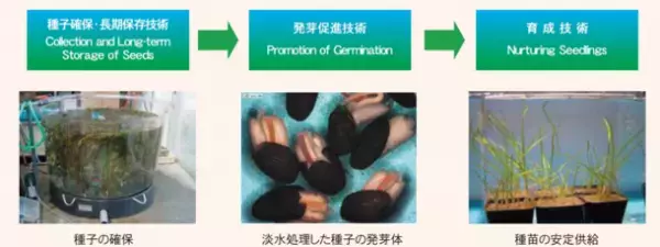 宮城県南三陸町における藻場の再生・拡大へ向けた共同研究の開始
