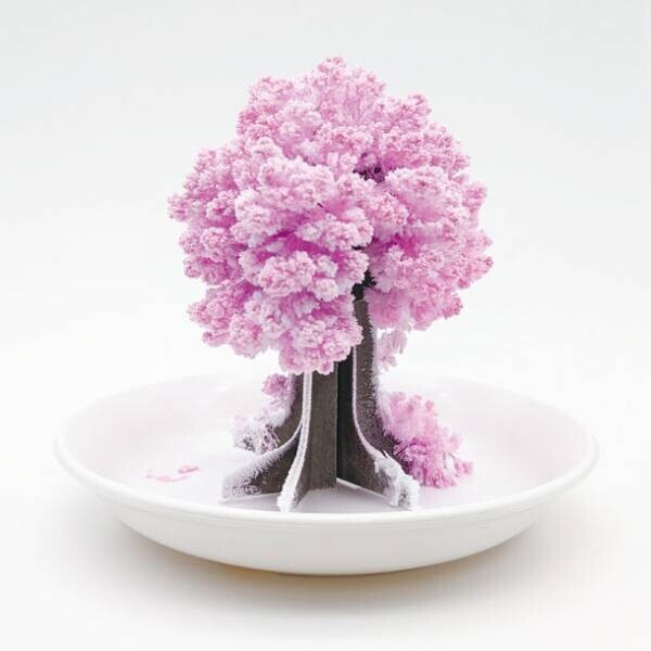 おうちで桜の開花が楽しめる！？不思議なインテリア和雑貨「桜の都」(特許取得商品)8月15日発売