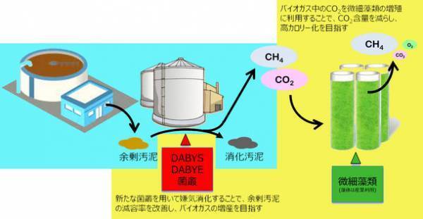 バイオガスのCO2を微生物で除去し、バイオガスの改質を目指す　8月24日から開催される「大学見本市2023」で公開