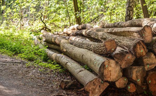 形状や樹種に個性がある自然木をデジタルファブリケーションでアップサイクル　SEKISUI HOUSE-KUMA LAB の新たな取り組み