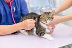Covid-19の研究が猫の命を救う一助に！猫の不治の病にヒトの新型コロナウイルスの薬で治癒　米国獣医内科学学会紙に論文掲載