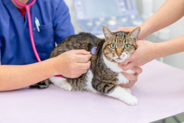 Covid-19の研究が猫の命を救う一助に！猫の不治の病にヒトの新型コロナウイルスの薬で治癒　米国獣医内科学学会紙に論文掲載