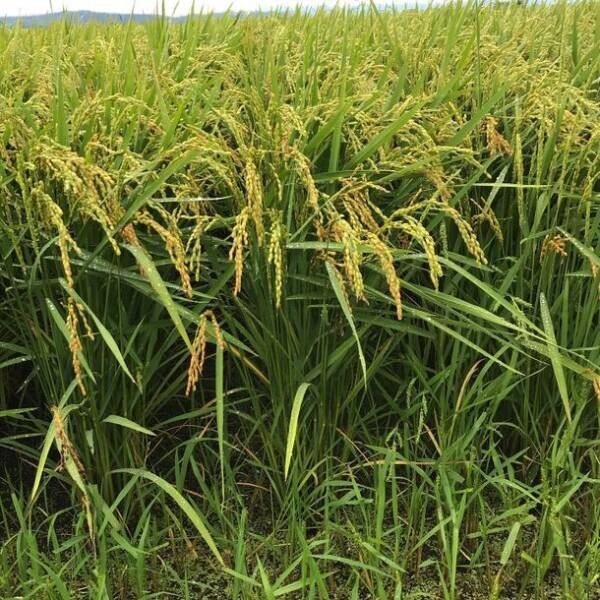 免疫力を上げると言われるソマチットが含まれた北海道産オリジナルソマチット米「氣舞(R)(KIMAI)」を販売開始　～農薬・化学肥料不使用の畑で特殊製法を用いて作られたお米～