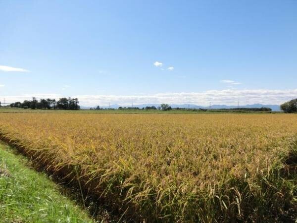 免疫力を上げると言われるソマチットが含まれた北海道産オリジナルソマチット米「氣舞(R)(KIMAI)」を販売開始　～農薬・化学肥料不使用の畑で特殊製法を用いて作られたお米～