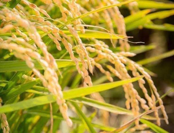 免疫力を上げると言われるソマチットが含まれた北海道産オリジナルソマチット米「氣舞(R)(KIMAI)」を販売開始　～農薬・化学肥料不使用の畑で特殊製法を用いて作られたお米～