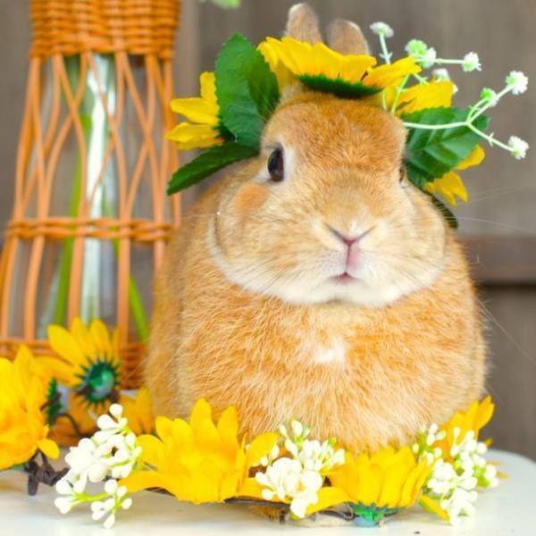 千葉県「成田ゆめ牧場」の今夏の最終会場にて“2万本”のひまわりが満開目前！週末の満開を想定