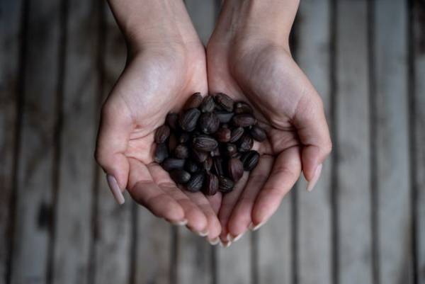 「有機ホホバ種子油(オーガニック100％)」の肌の保湿・ハリ弾力に及ぼす影響(即時効果)に関するモニター試験を実施　～30・40代女性・男性モニター対象～