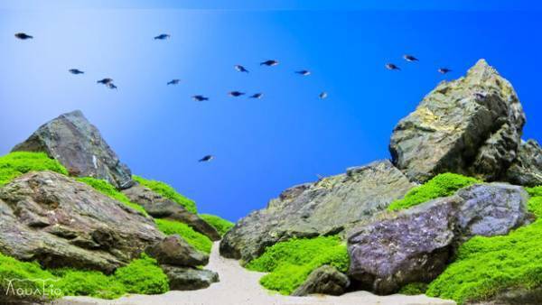 YouTubeは品質の時代へ！美しい水槽を配信して世界中を水族館にする『AQUALIO』チャンネルを9月1日より始動