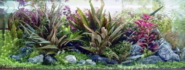 YouTubeは品質の時代へ！美しい水槽を配信して世界中を水族館にする『AQUALIO』チャンネルを9月1日より始動