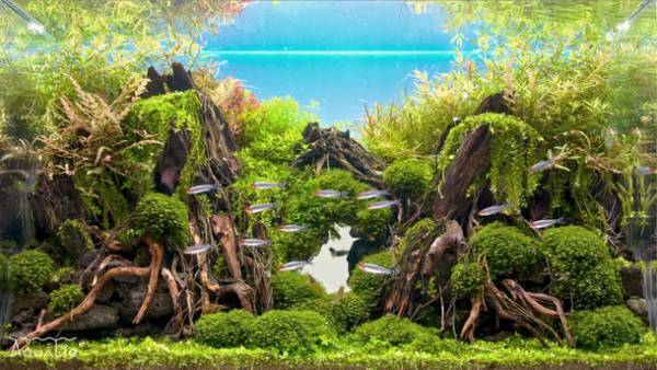 YouTubeは品質の時代へ！美しい水槽を配信して世界中を水族館にする『AQUALIO』チャンネルを9月1日より始動