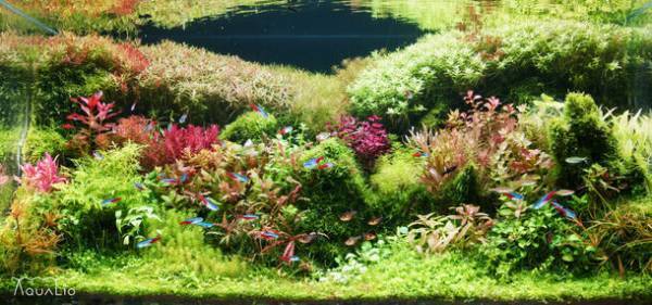 YouTubeは品質の時代へ！美しい水槽を配信して世界中を水族館にする『AQUALIO』チャンネルを9月1日より始動