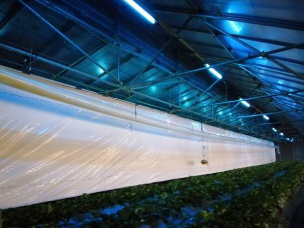 光の力で病害虫や育苗にアプローチ農業分野の省人化と減農薬、生産性向上に貢献　HotaluXが農業用照明市場に再参入