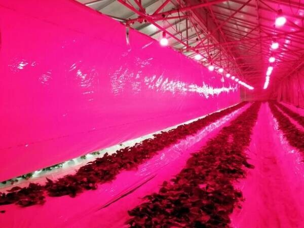 光の力で病害虫や育苗にアプローチ農業分野の省人化と減農薬、生産性向上に貢献　HotaluXが農業用照明市場に再参入