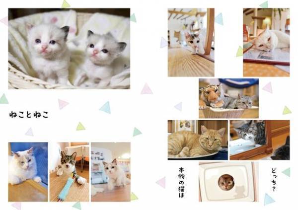 写真の力で猫を助けたい！カフェ猫写真集『珈琲猫』BASEで販売開始　収益の全額を猫関連ボランティア団体へ寄付