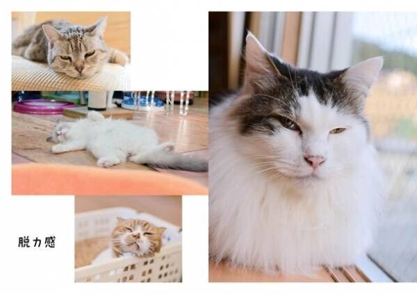 写真の力で猫を助けたい！カフェ猫写真集『珈琲猫』BASEで販売開始　収益の全額を猫関連ボランティア団体へ寄付