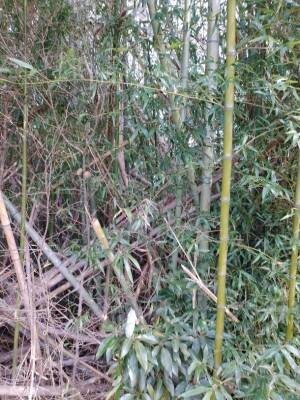行き先を失った竹が紙に！？日本初、放置竹林問題を涼しく解決する究極のSDGsうちわ発売