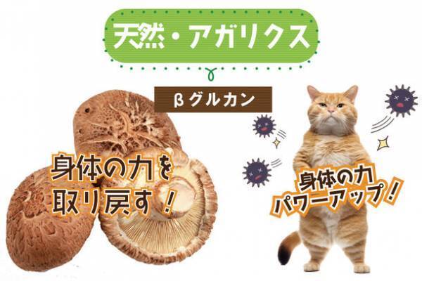 犬・猫のアレルギー、痒み、湿疹のお悩みをサポート！粉末タイプの無添加サプリ「カユイの痒いの飛んで行け」を販売