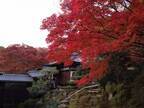 通常非公開・京都「霊鑑寺」秋の特別拝観　～庭の緑と紅葉の赤が織りなす美しい庭園と狩野派作の襖絵を公開～