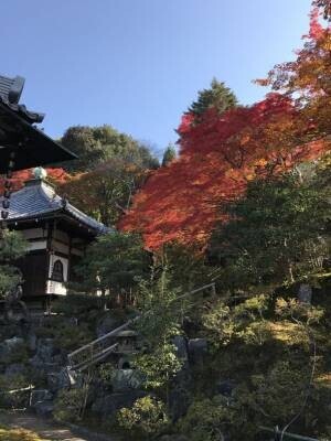 通常非公開・京都「霊鑑寺」秋の特別拝観　～庭の緑と紅葉の赤が織りなす美しい庭園と狩野派作の襖絵を公開～
