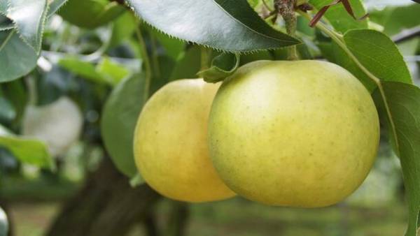 東京で奈良を知る「奈良まほろば館」9月イベント案内　まほろばチャレンジリーグ 第2回を開催　幻の二十世紀梨販売や奥大和ワークショップなどを実施