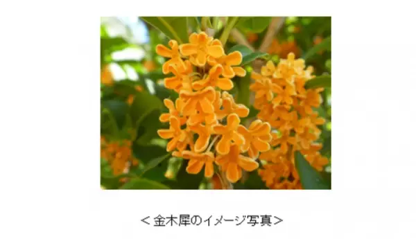 秋の訪れを感じさせる“金木犀の香り”を期間限定品として発売　『ソフィ(R)センターインコンパクト1/2』『ソフィ(R)Kiyora』『ソフィ(R)Kiyora贅沢吸収』