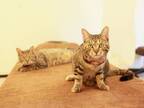日本初！マッサージと保護猫のにゃんこセラピーを同時に受けられる「ほぐし処　癒し日和＋にゃんこ行徳店」を9月1日にオープン