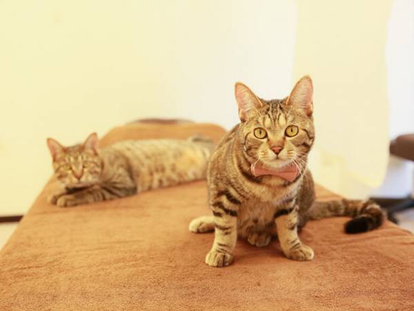 日本初！マッサージと保護猫のにゃんこセラピーを同時に受けられる「ほぐし処　癒し日和＋にゃんこ行徳店」を9月1日にオープン
