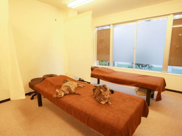 日本初！マッサージと保護猫のにゃんこセラピーを同時に受けられる「ほぐし処　癒し日和＋にゃんこ行徳店」を9月1日にオープン