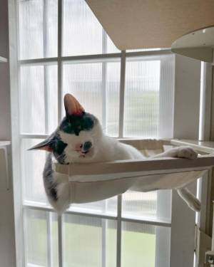 窓枠に取り付けるキャットタワー『ねこゴロン』セール＆プレゼント企画を9月12日(火)より開催