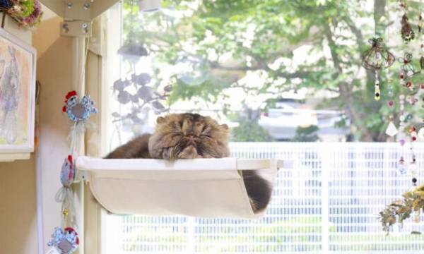 窓枠に取り付けるキャットタワー『ねこゴロン』セール＆プレゼント企画を9月12日(火)より開催